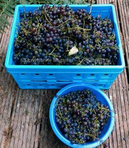 Blauwe druiven, oogst 2018